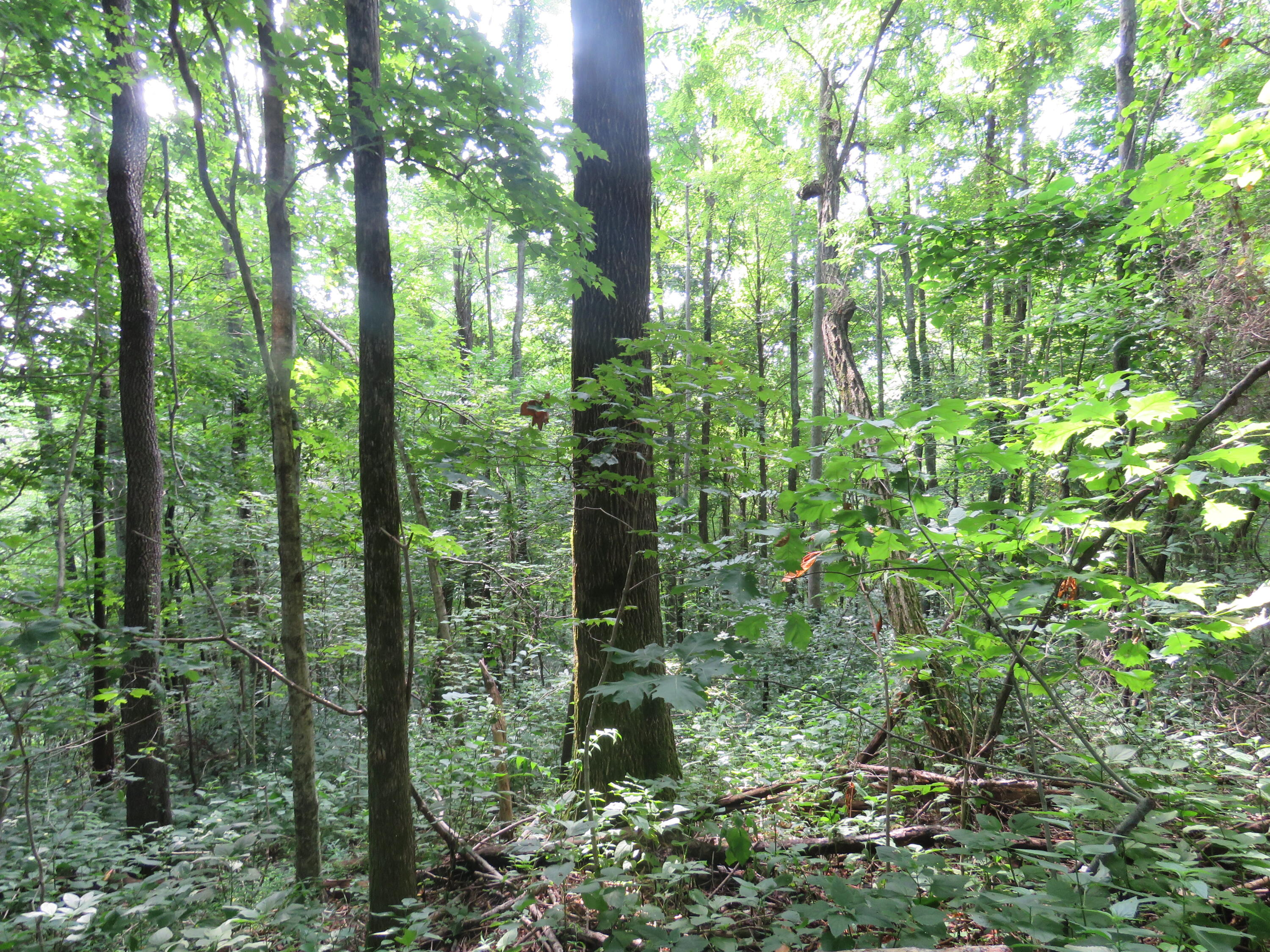 18.01-ac Crabtree Road Hilham, TN 38568 - Photo 6 of 10 6
