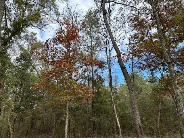 $35,000 | 0 Parkers Ferry Road, Adams Run, SC 29426