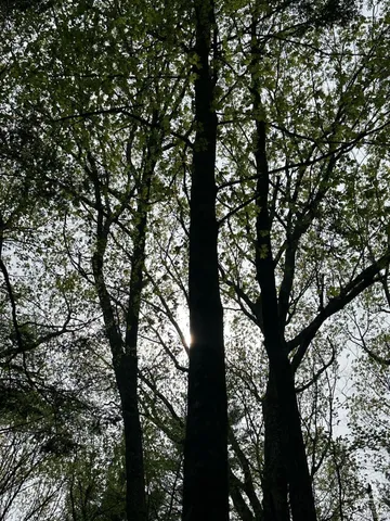 a picture of tree