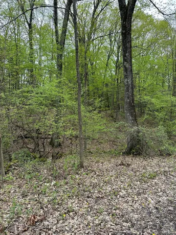 a view of a forest with trees in the background