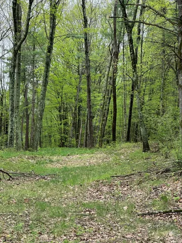 a big yard with lots of green space and trees