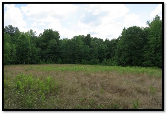0 Cochran Road Hodges, SC 29653 - Photo 4 of 13