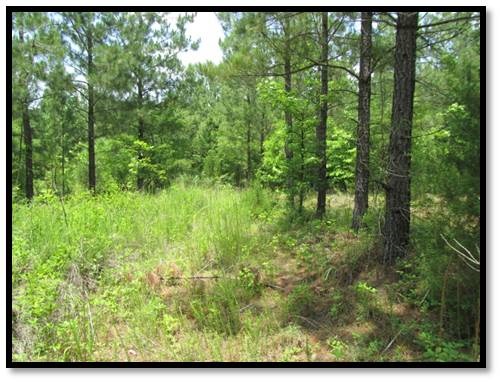 0 Cochran Road Hodges, SC 29653 - Photo 6 of 13