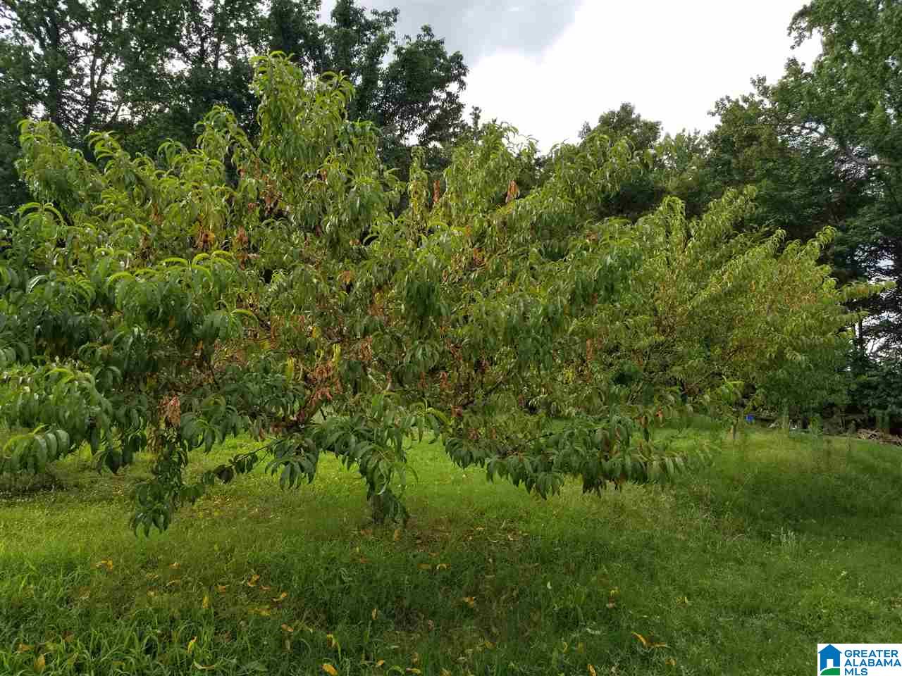 6461 Chandler Mountain Road Steele, AL 35987 - Photo 9 of 13