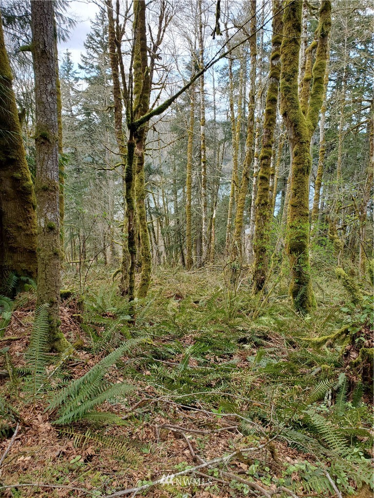 1133 Turkey Road Northwest Olympia, WA 98502 - Photo 2 of 6 Gallery Image 2