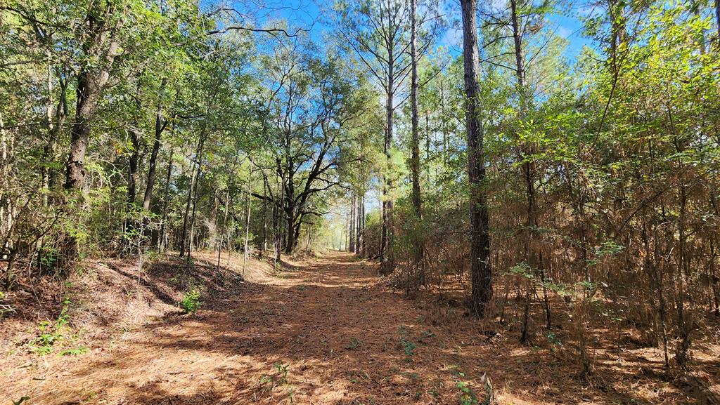 3-acres Lucy Grade Road Ashford, AL 36312 - Photo 3 of 18