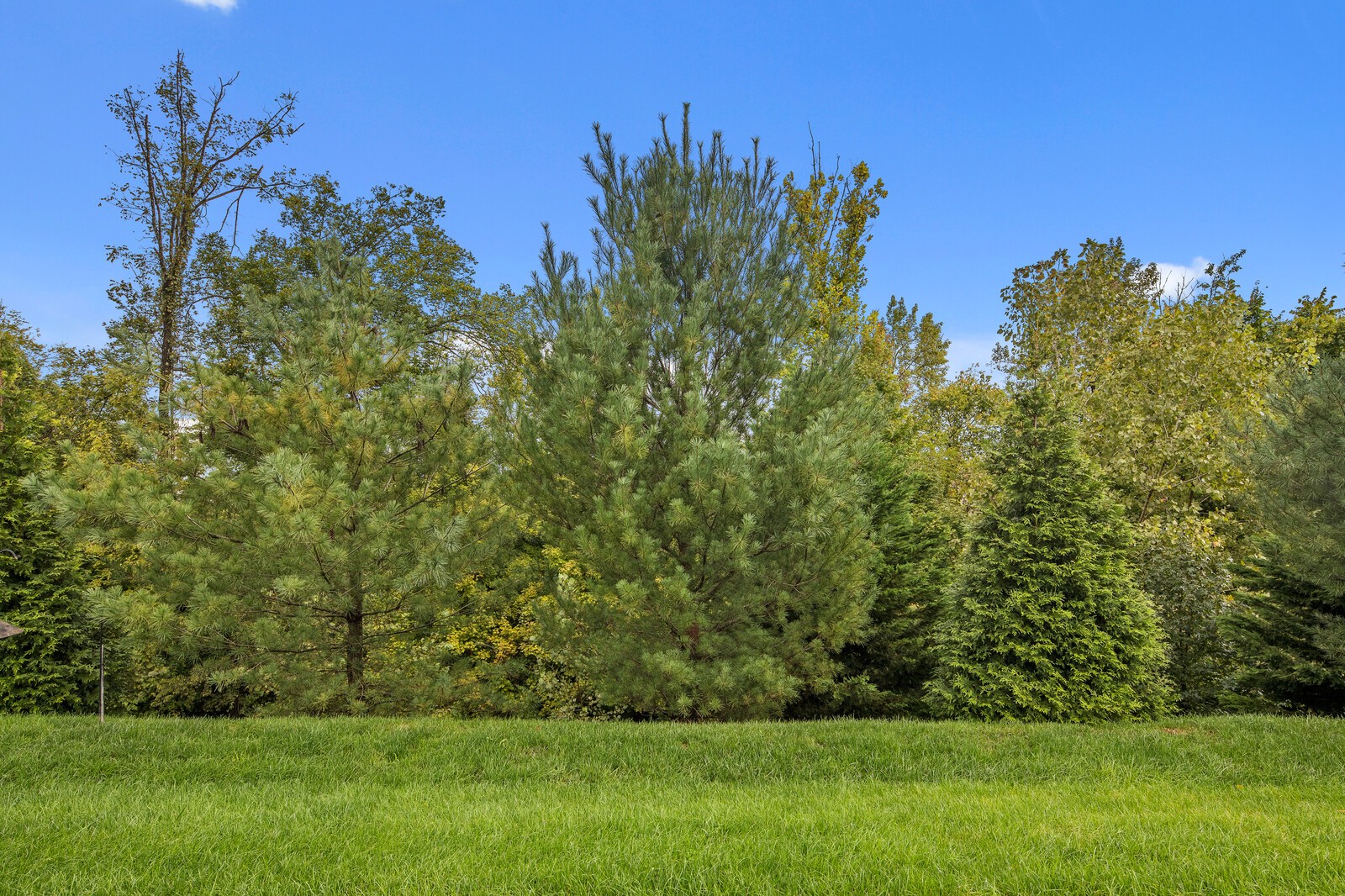 116 Dahlgren Drive Mount Juliet, TN 37122 - Photo 13 of 20 a view of a field