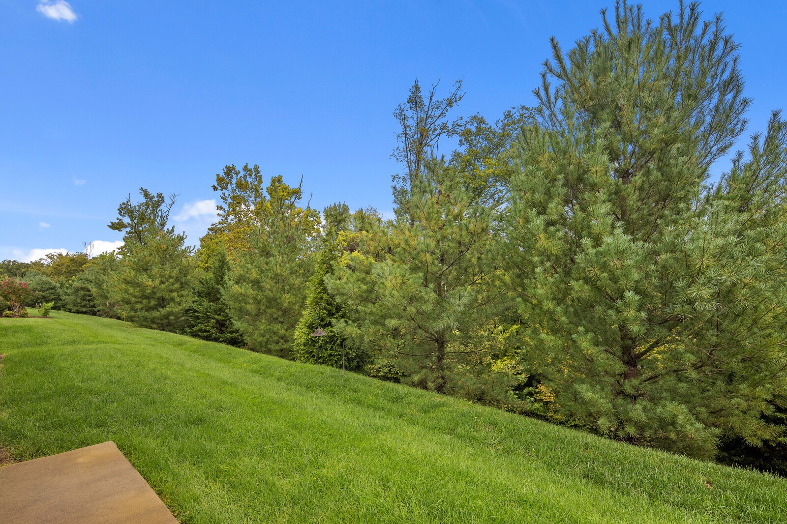 116 Dahlgren Drive Mount Juliet, TN 37122 - Photo 15 of 20 a view of a yard with a tree