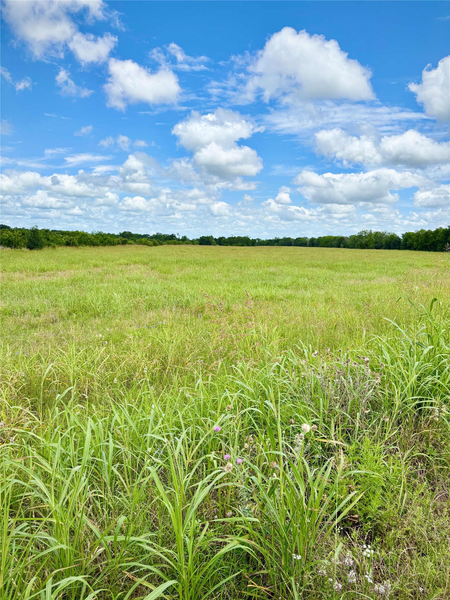 0 Korthauer Road Bellville, TX 77418 - Photo 4 of 13