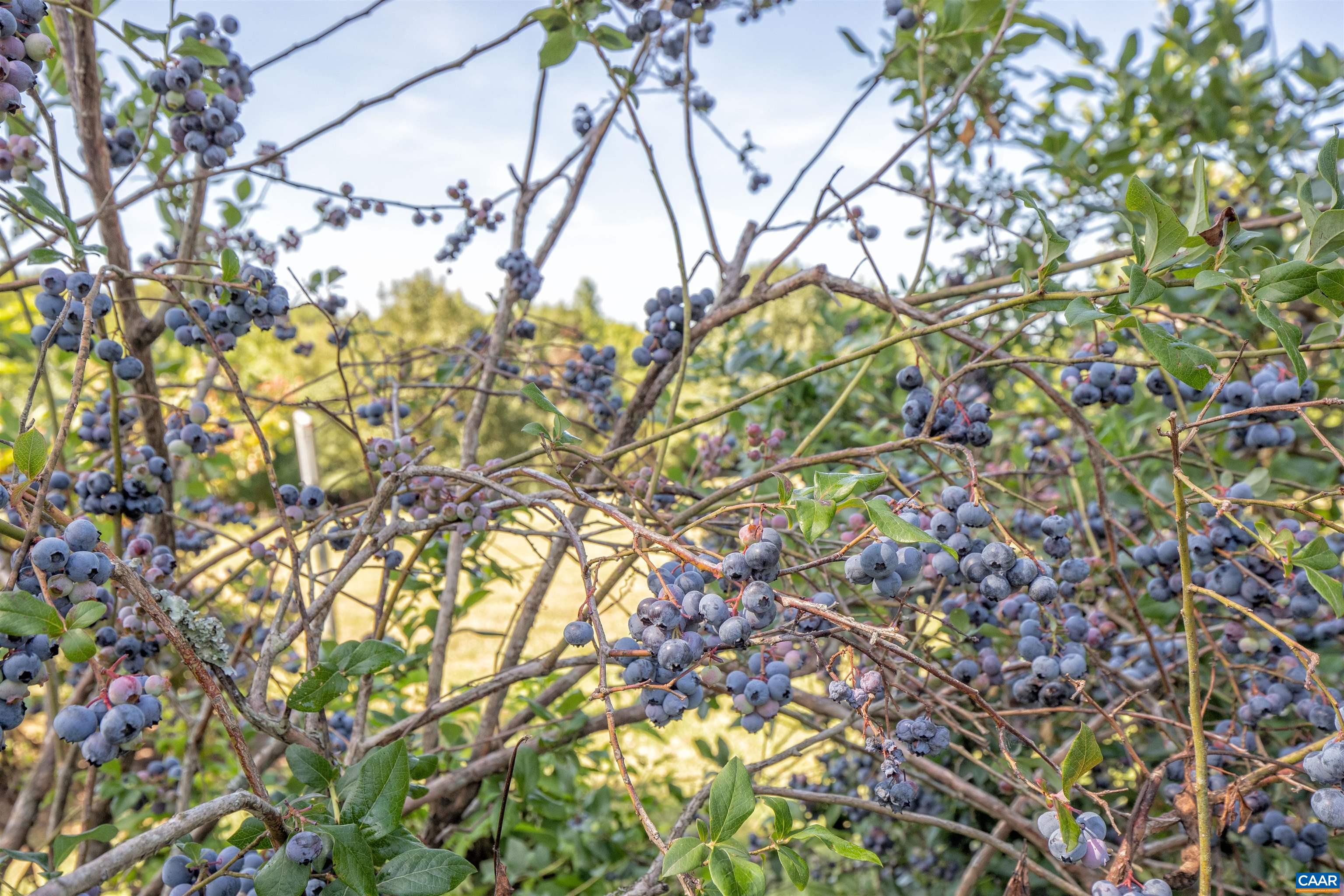 161 Columbia Road Cartersville, VA 23027 - Photo 6 of 65 Gallery Image 6