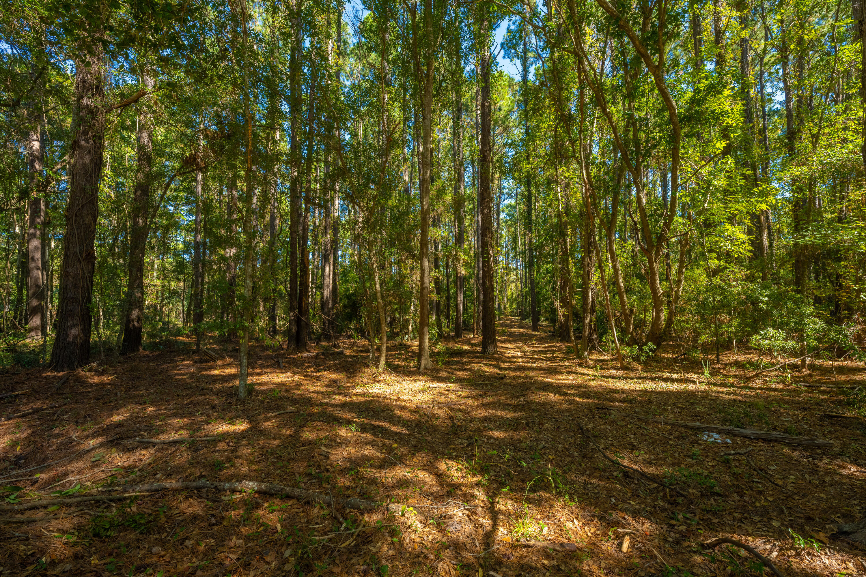 6131 Rudder Lane Awendaw, SC 29429 - Photo 12 of 29 6131RudderLn031