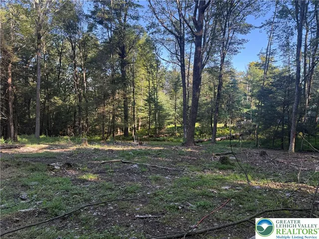 a view of a forest with trees