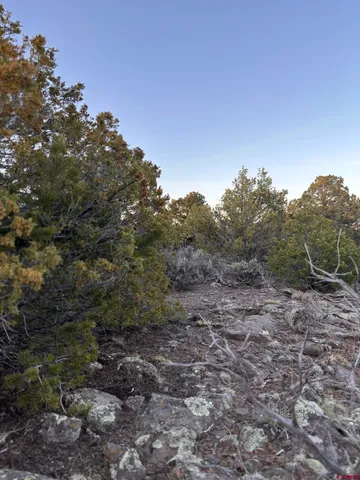a view of a large yard with lots of bushes