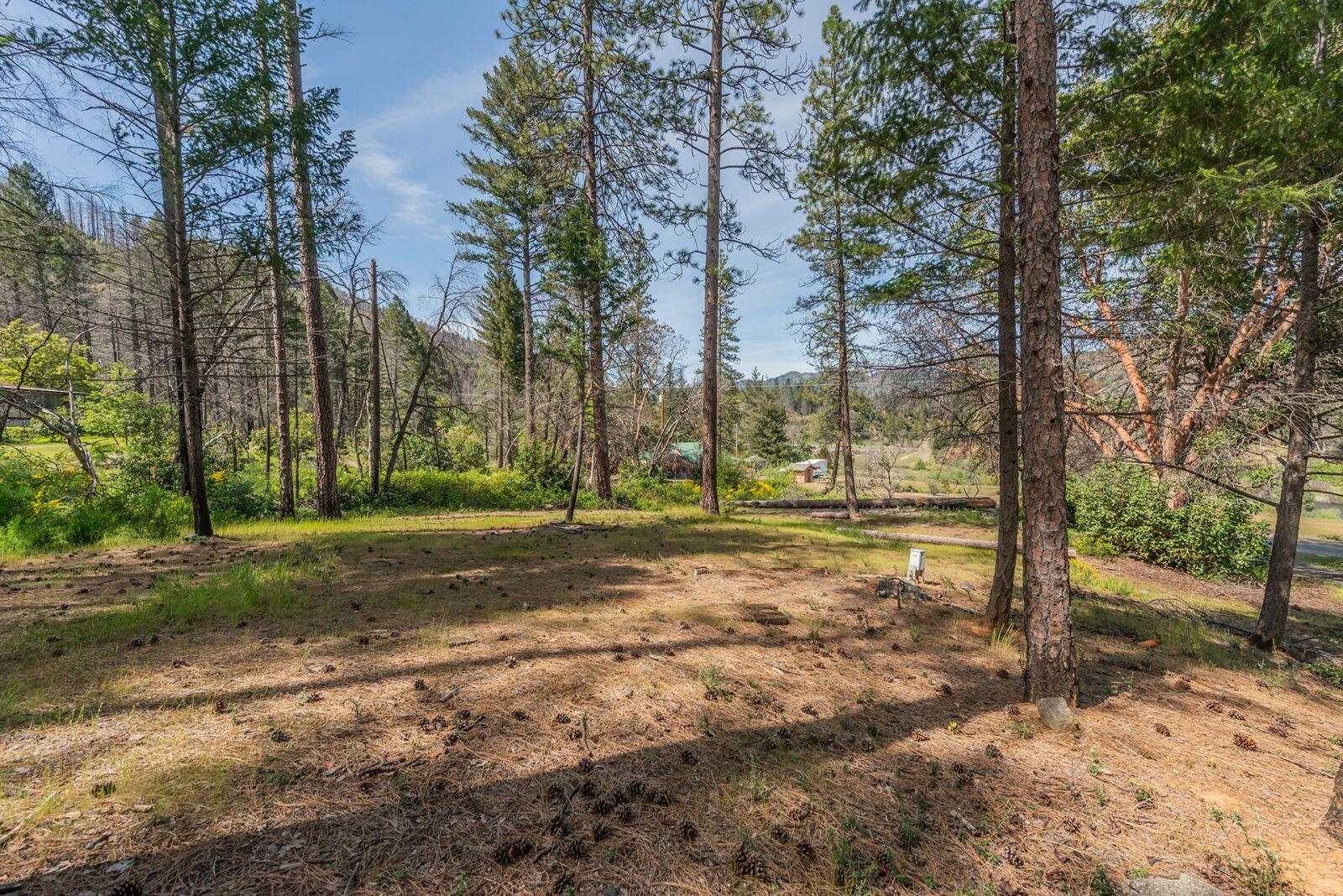 710 Dutch Creek Road Junction City, CA 96048 - Photo 6 of 38 a view of a yard with tree s