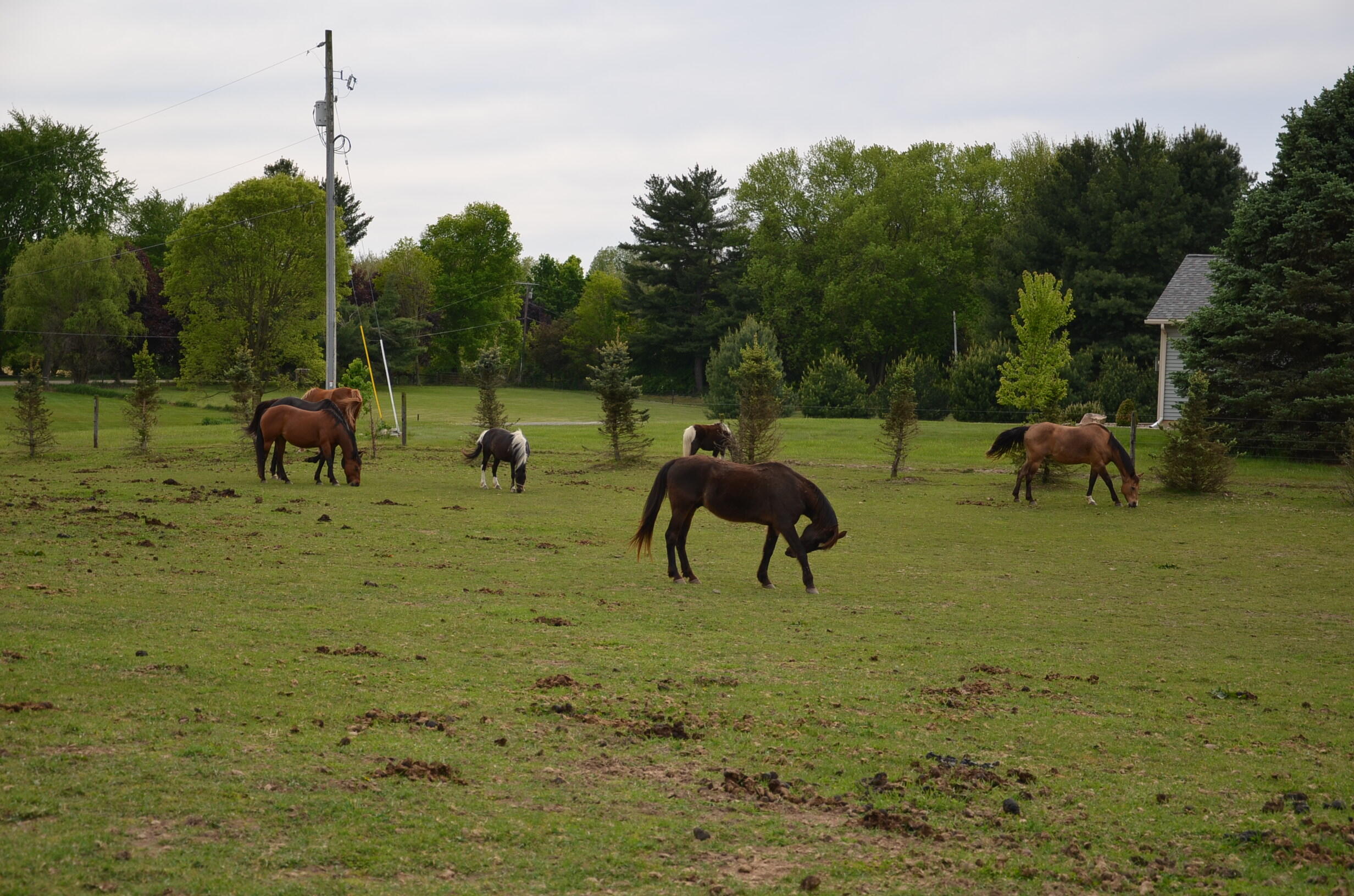 11475 Gorsline Road Battle Creek, MI 49014 - Photo 62 of 72 Horse Pasture 2