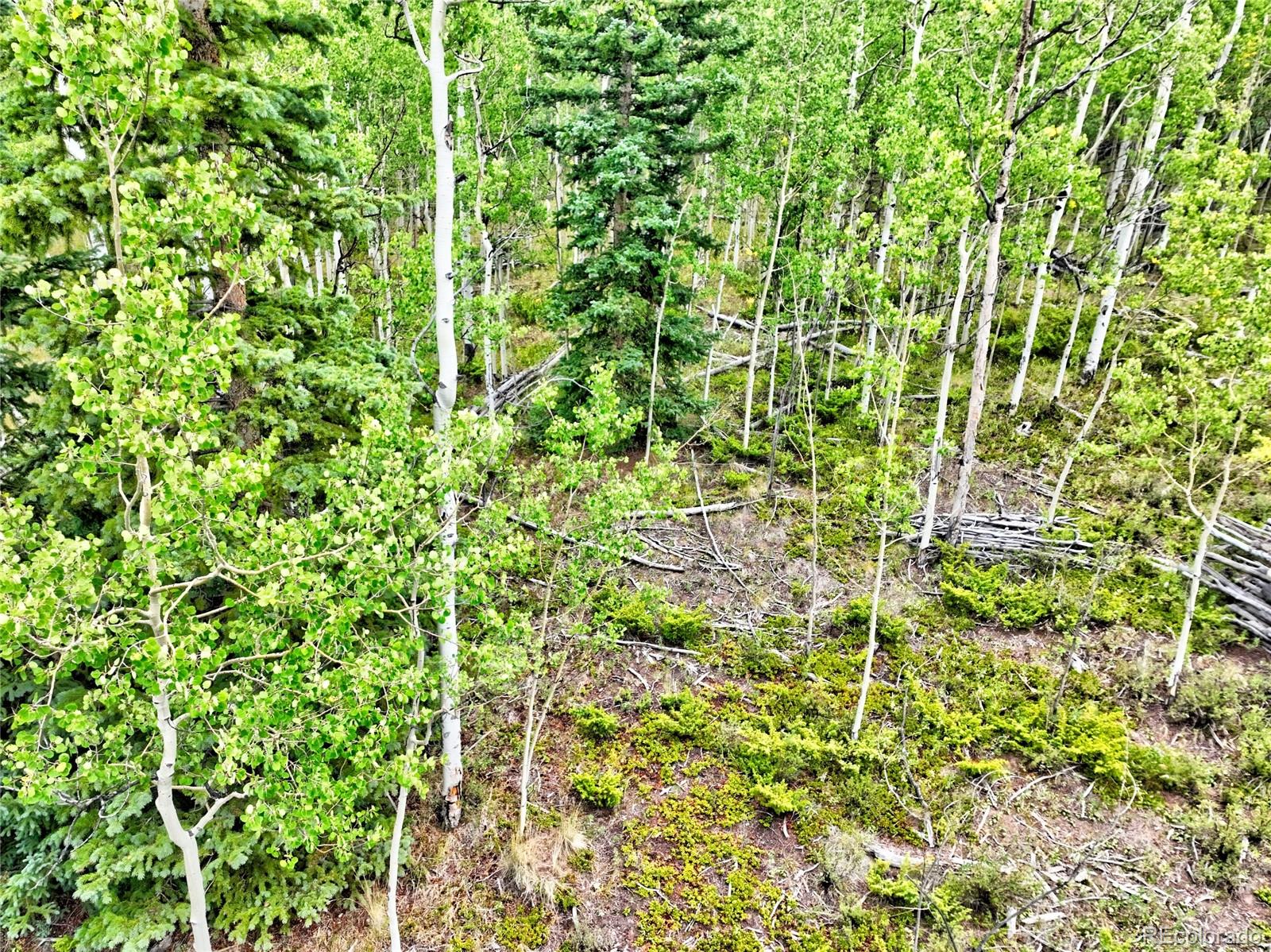 528 Glacier Peak View Road Jefferson, CO 80456 - Photo 24 of 44 a view of a plant in a garden