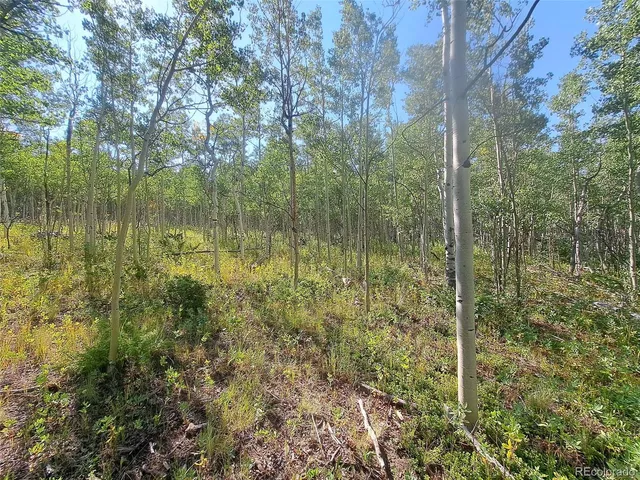 a view of a forest from a lake view