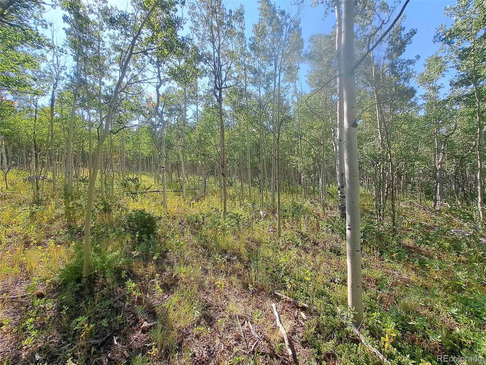 528 Glacier Peak View Road Jefferson, CO 80456 - Photo 34 of 44 a view of a forest from a lake view