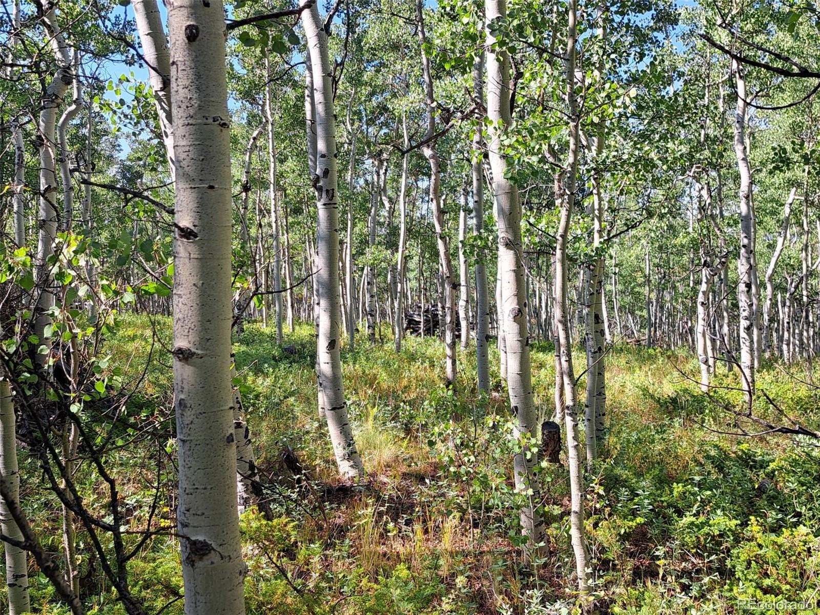528 Glacier Peak View Road Jefferson, CO 80456 - Photo 37 of 44 a close up of a plant in a garden