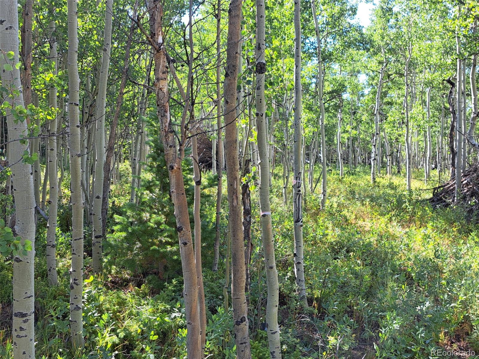 528 Glacier Peak View Road Jefferson, CO 80456 - Photo 39 of 44 a view of outdoor space and trees