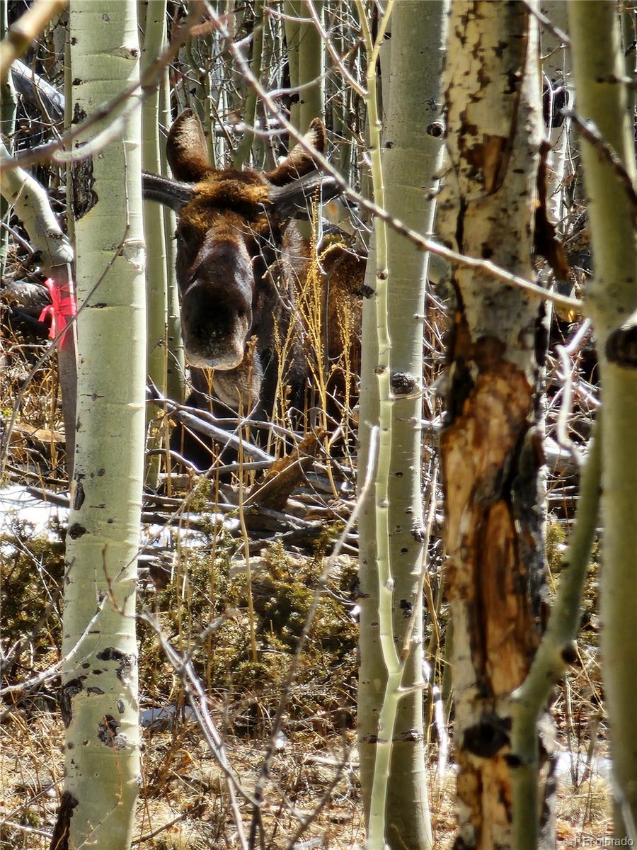 528 Glacier Peak View Road Jefferson, CO 80456 - Photo 5 of 44 a close up of a door