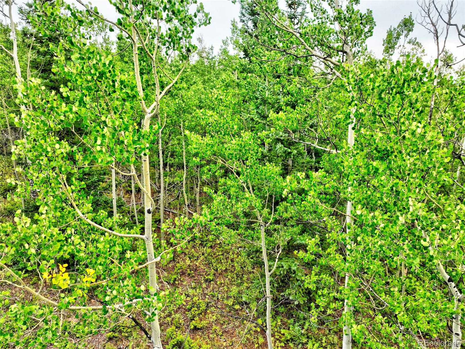 528 Glacier Peak View Road Jefferson, CO 80456 - Photo 9 of 44 a view of a lush green forest
