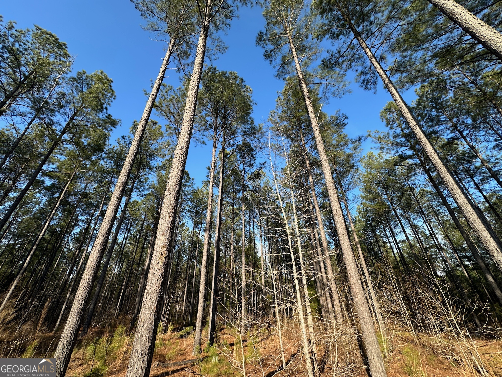 198 Culverton Church Road Sparta, GA 31087 - Photo 29 of 94 a picture of a tree