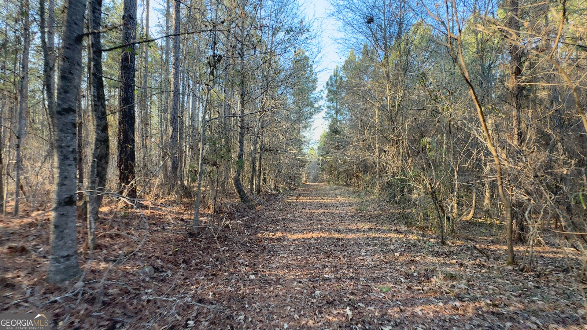 198 Culverton Church Road Sparta, GA 31087 - Photo 32 of 94 a view of a yard with lots of trees