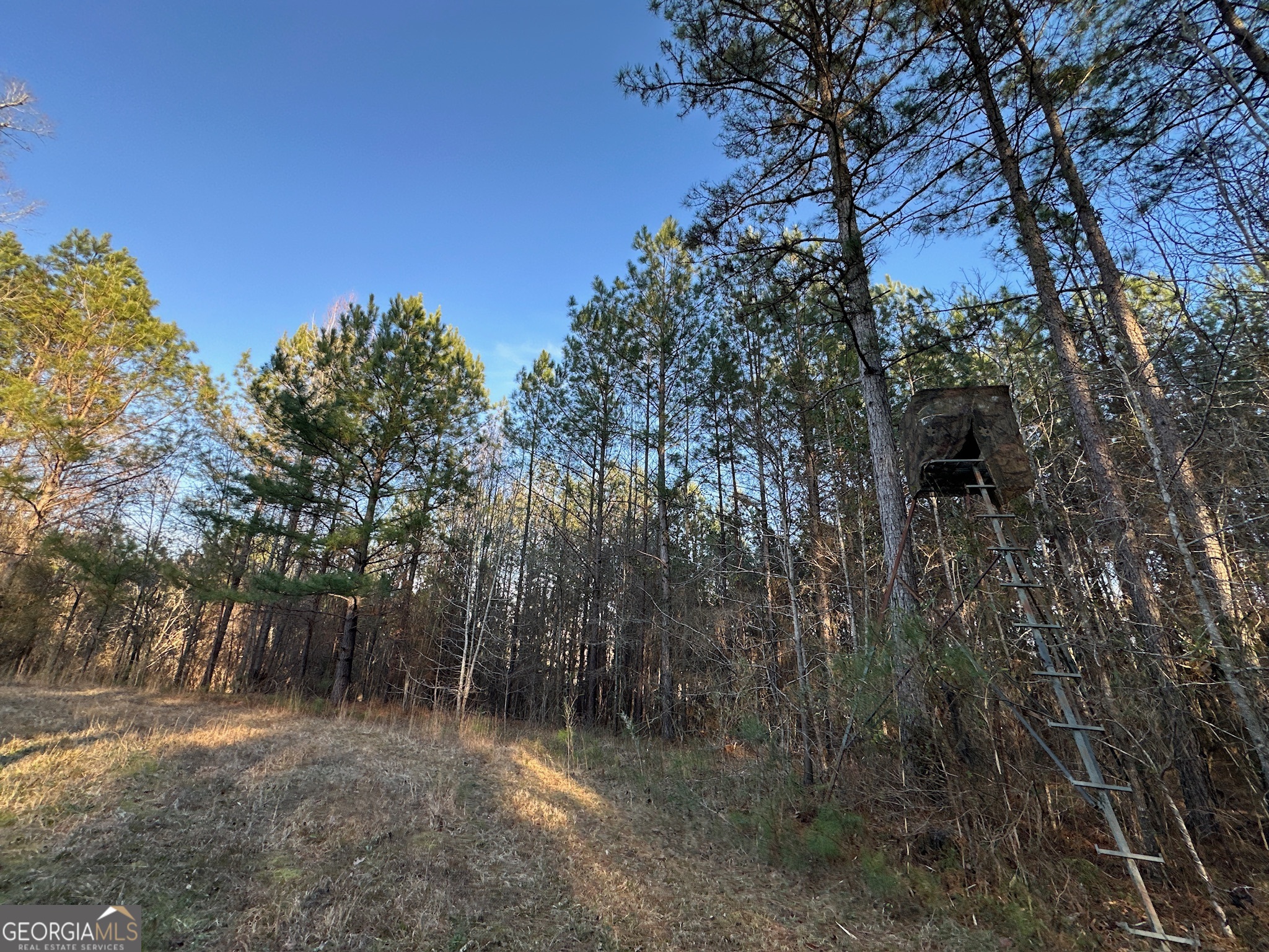 198 Culverton Church Road Sparta, GA 31087 - Photo 36 of 94 a view of a forest with trees in the background