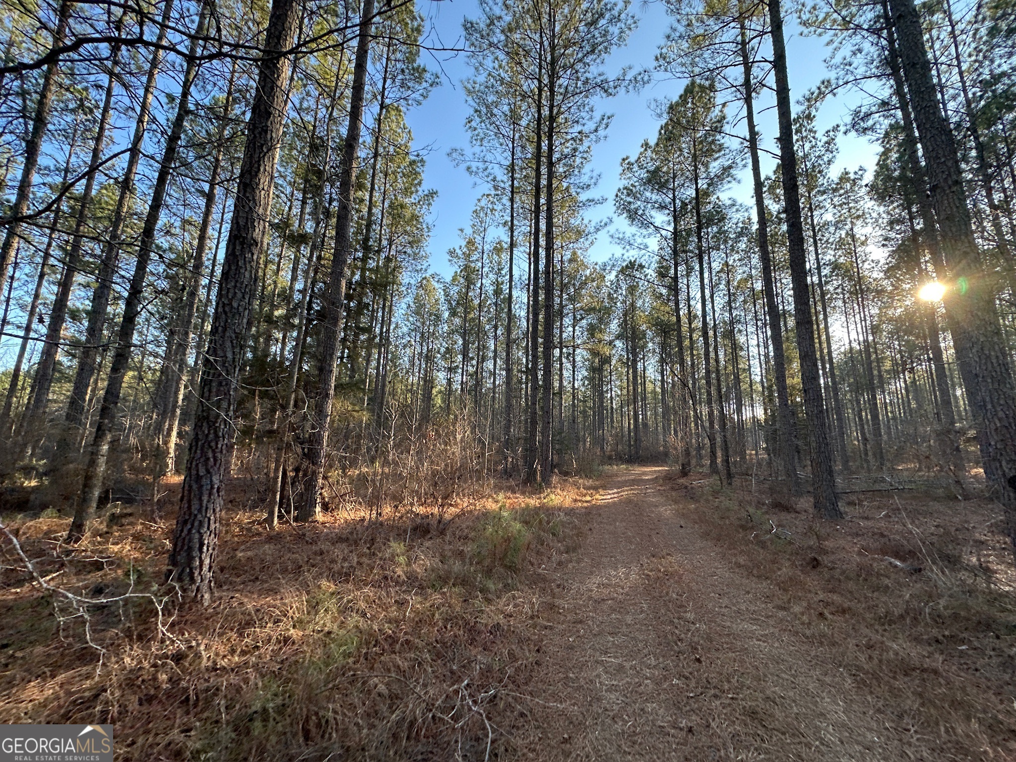 198 Culverton Church Road Sparta, GA 31087 - Photo 37 of 94 a view of outdoor space with lots of trees