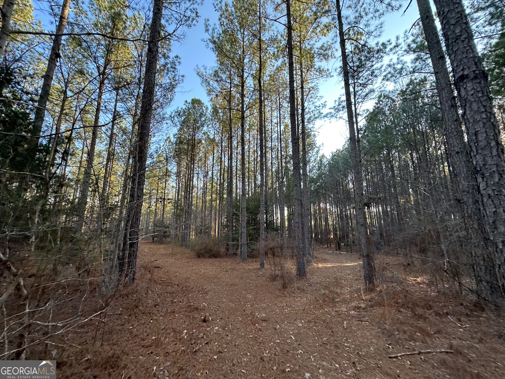 198 Culverton Church Road Sparta, GA 31087 - Photo 46 of 94 a view of a forest with trees in the background