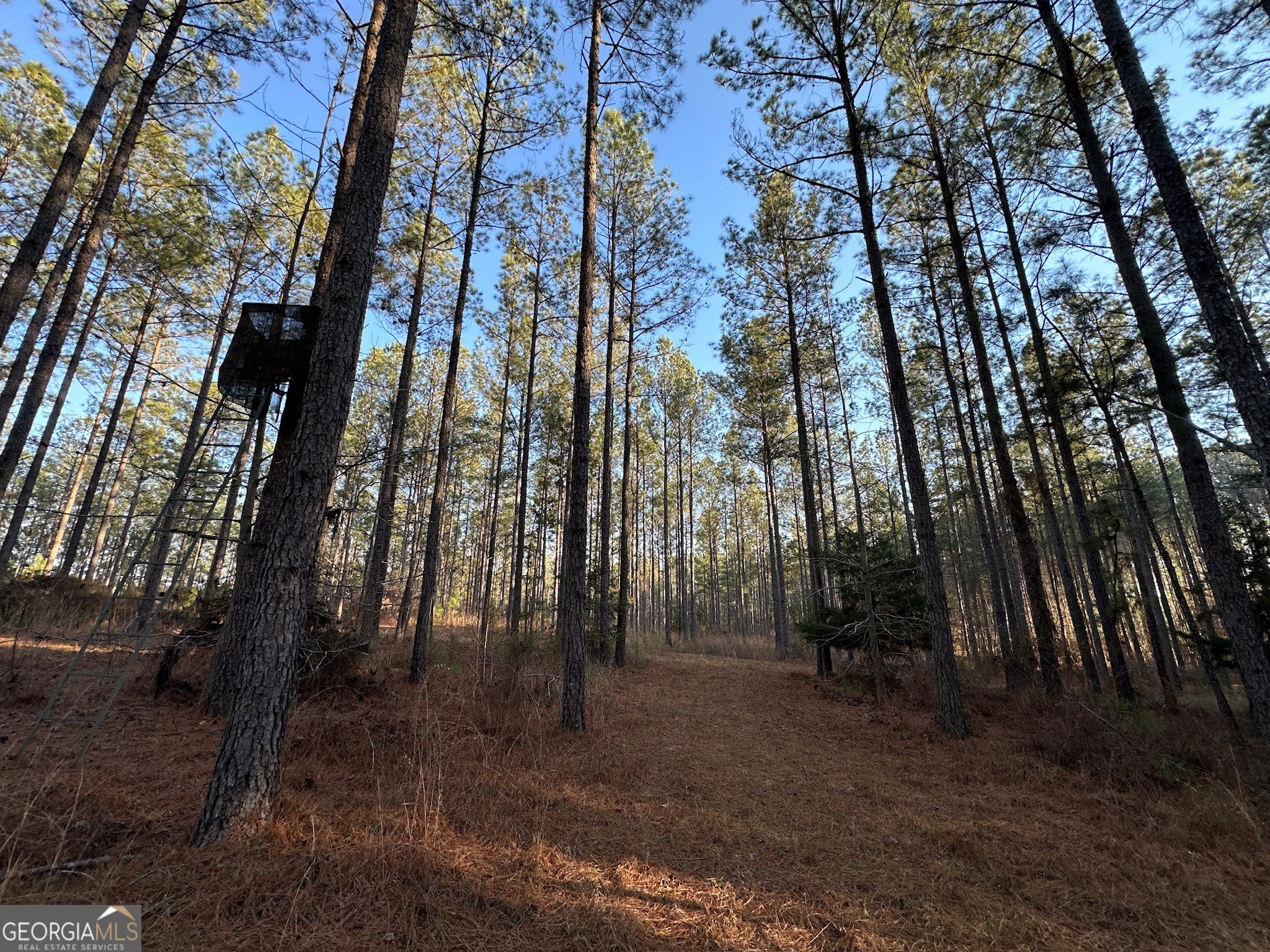 198 Culverton Church Road Sparta, GA 31087 - Photo 48 of 94 a view of outdoor space with lots of trees