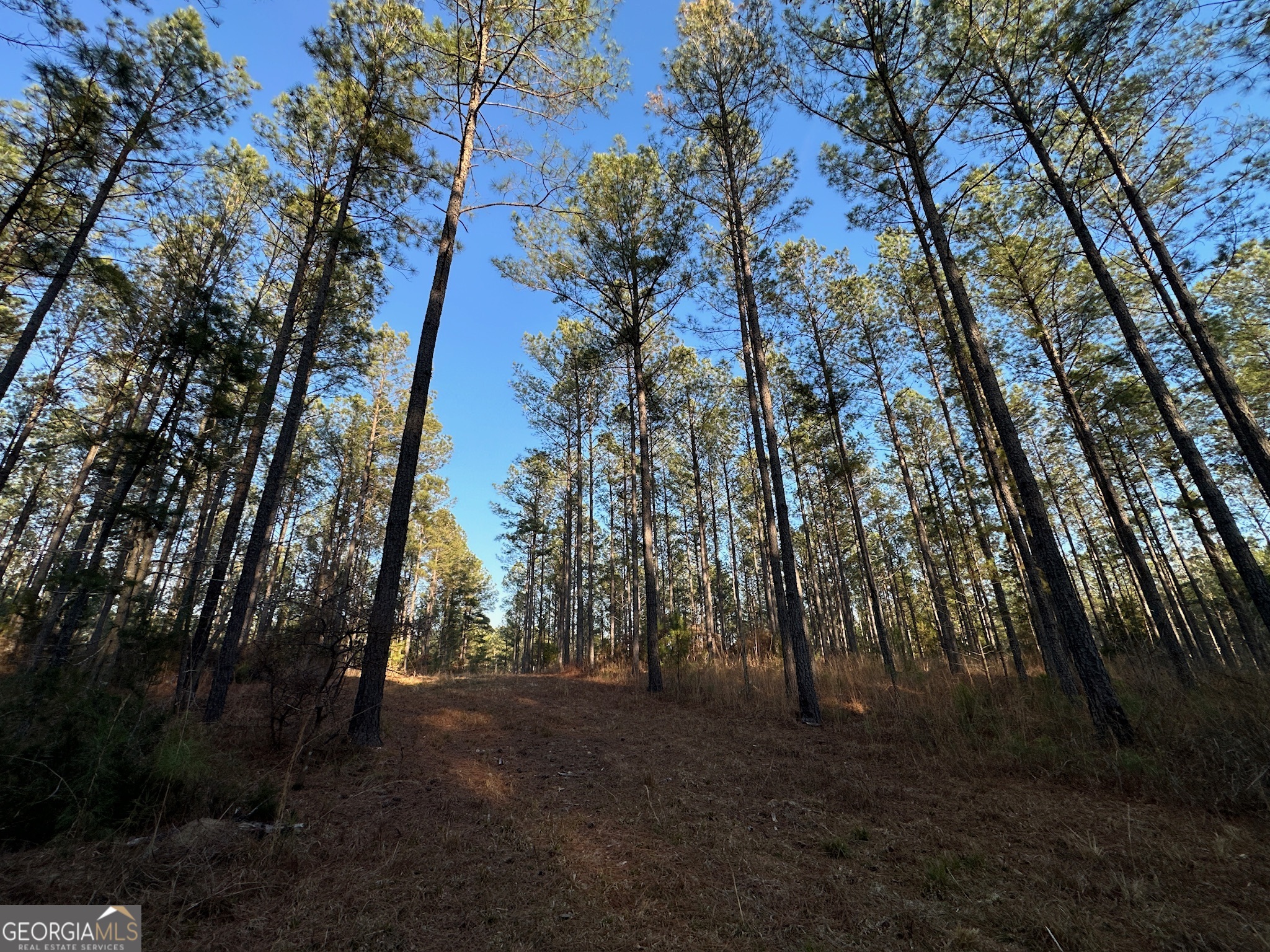 198 Culverton Church Road Sparta, GA 31087 - Photo 49 of 94 a view of a forest with trees in the background