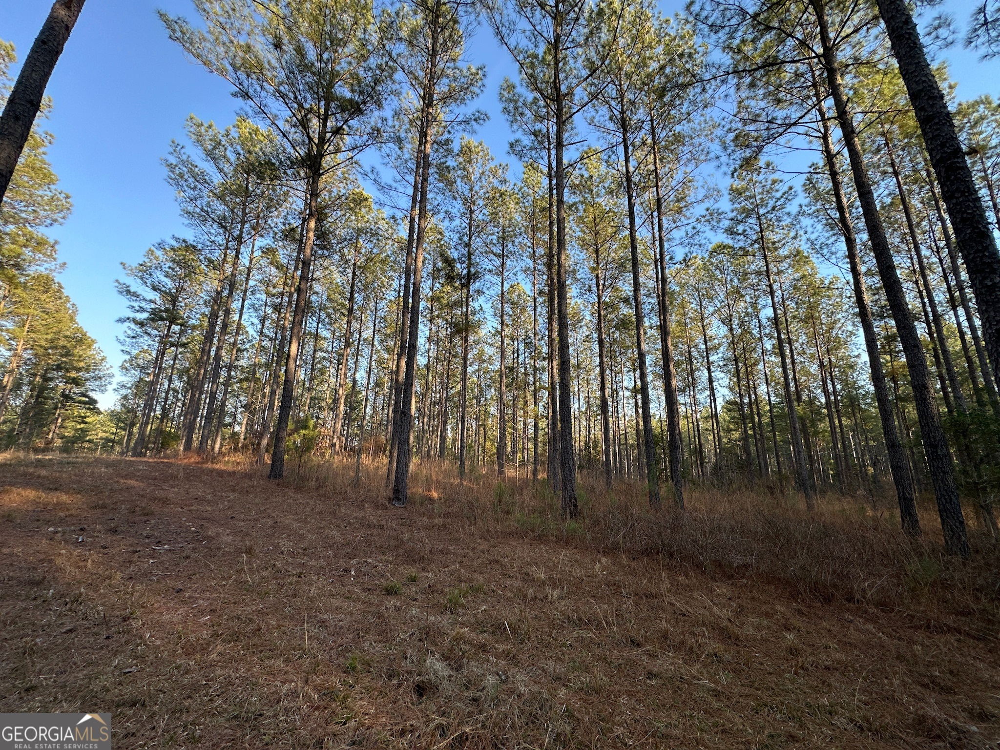 198 Culverton Church Road Sparta, GA 31087 - Photo 50 of 94 a view of dirt yard with a large tree