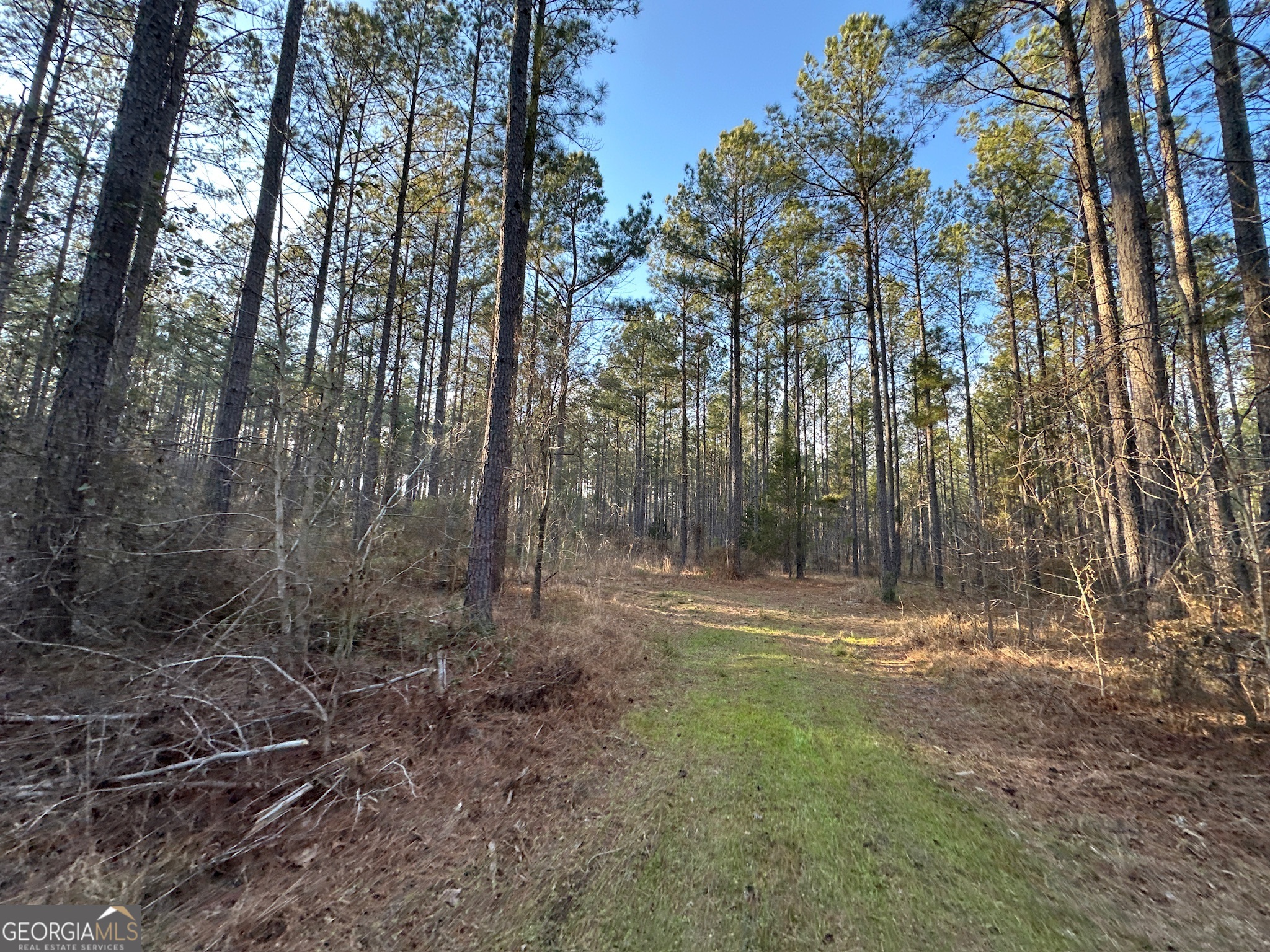 198 Culverton Church Road Sparta, GA 31087 - Photo 56 of 94 a view of outdoor space with trees