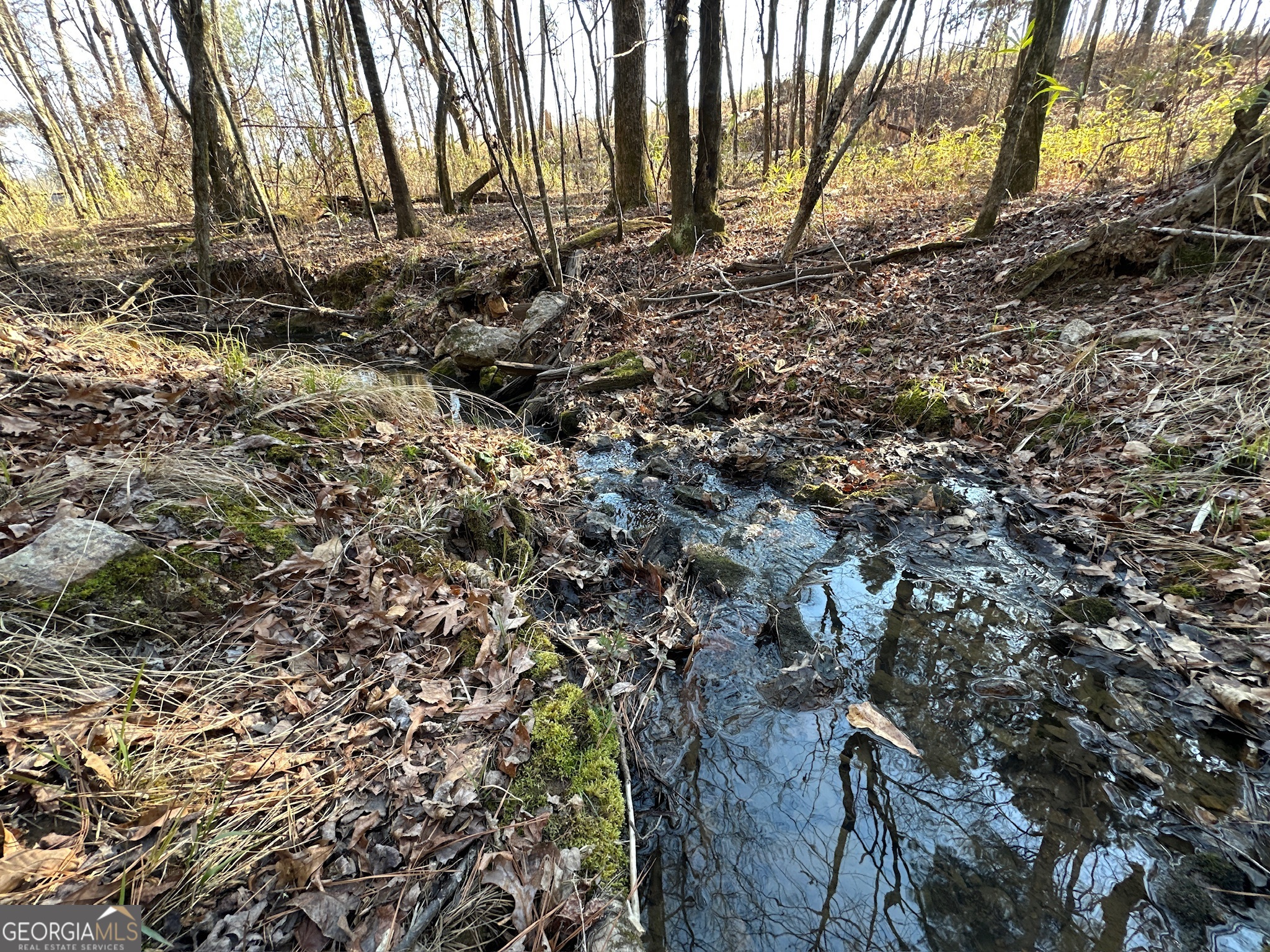 198 Culverton Church Road Sparta, GA 31087 - Photo 65 of 94 a view of a yard with a tree
