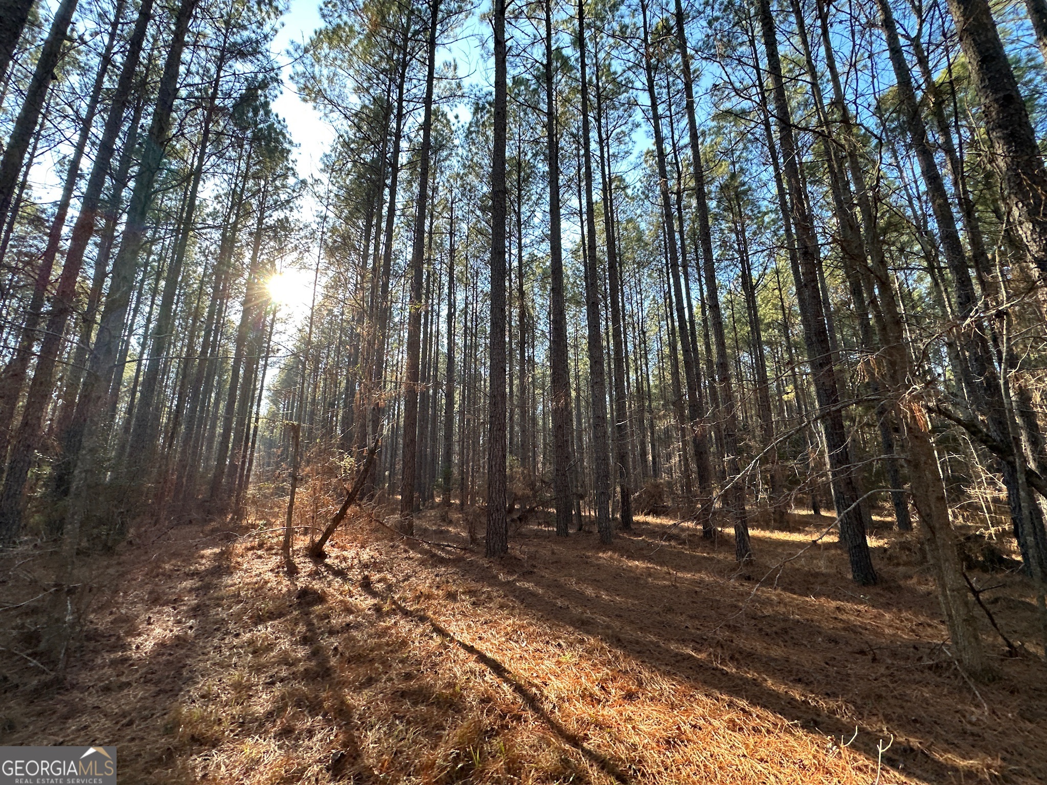 198 Culverton Church Road Sparta, GA 31087 - Photo 69 of 94 a view of outdoor space with trees
