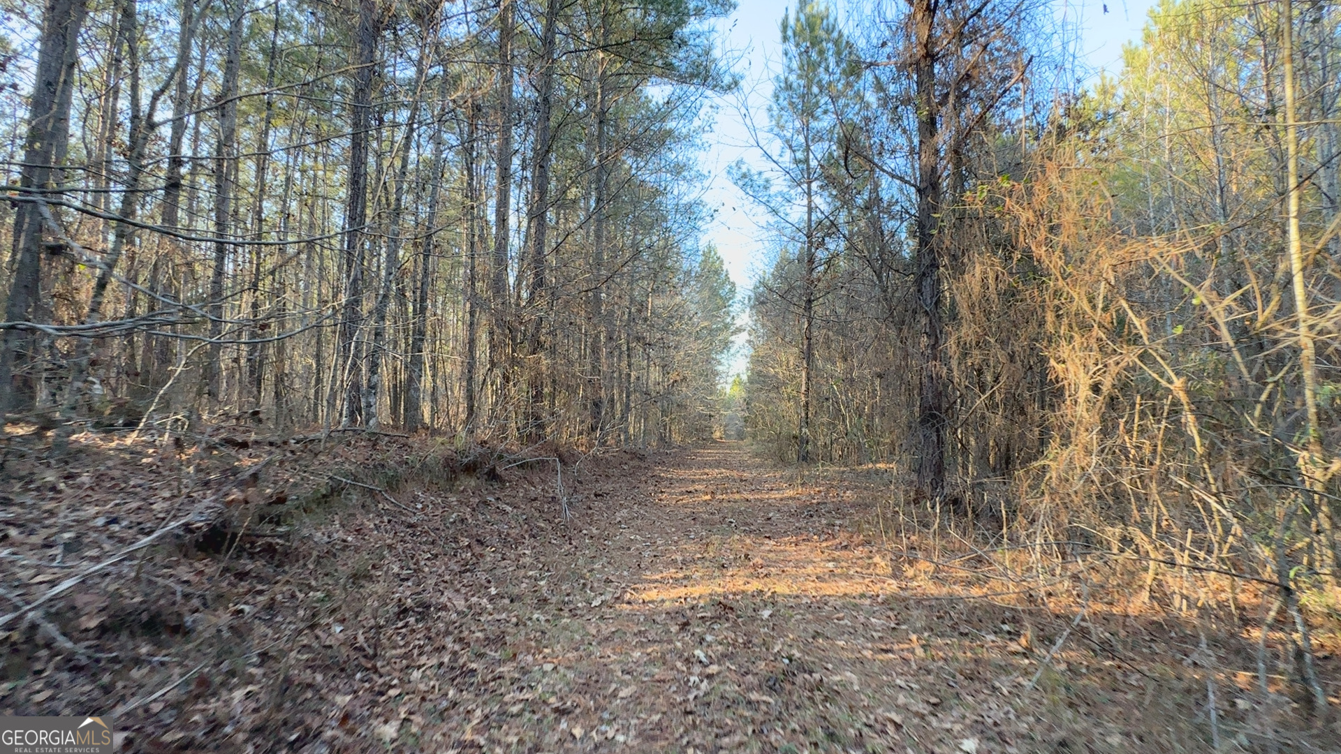 198 Culverton Church Road Sparta, GA 31087 - Photo 71 of 94 a view of a yard with large trees
