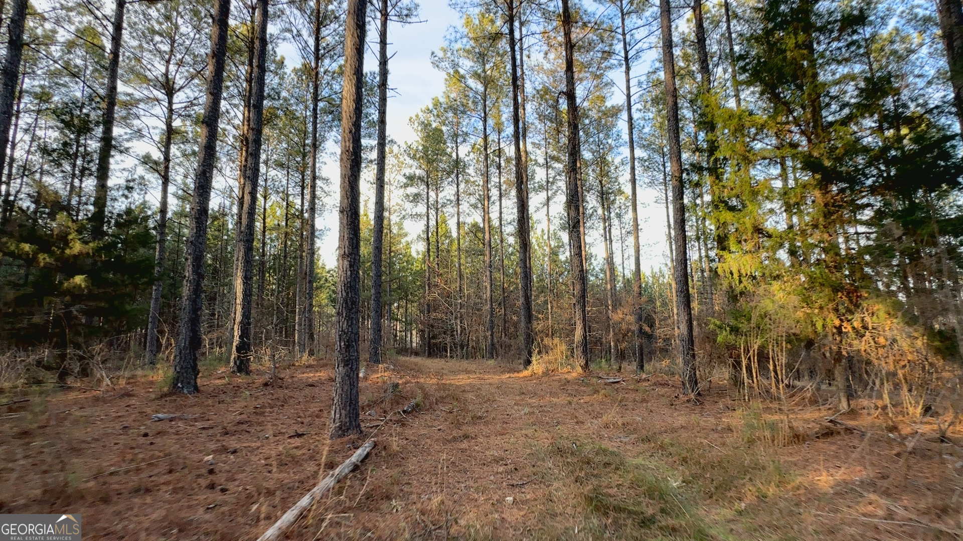 198 Culverton Church Road Sparta, GA 31087 - Photo 74 of 94 a view of outdoor space with lots of trees