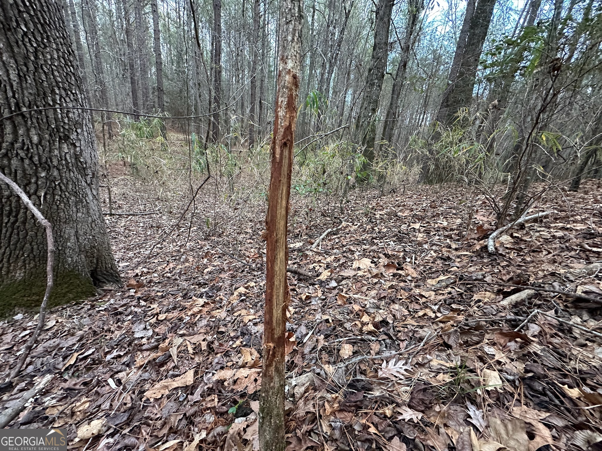 198 Culverton Church Road Sparta, GA 31087 - Photo 77 of 94 a view of a forest