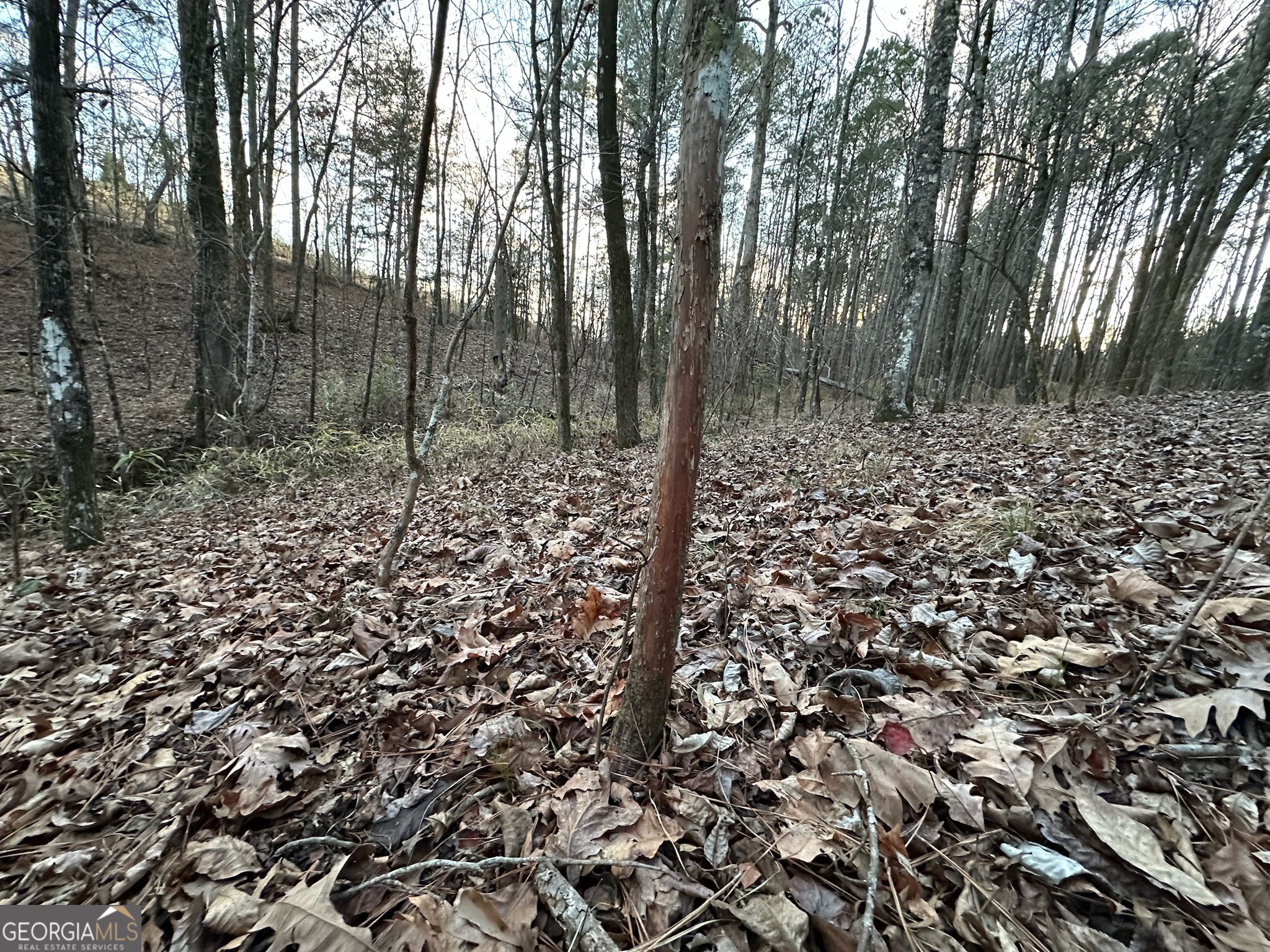 198 Culverton Church Road Sparta, GA 31087 - Photo 79 of 94 a view of a forest