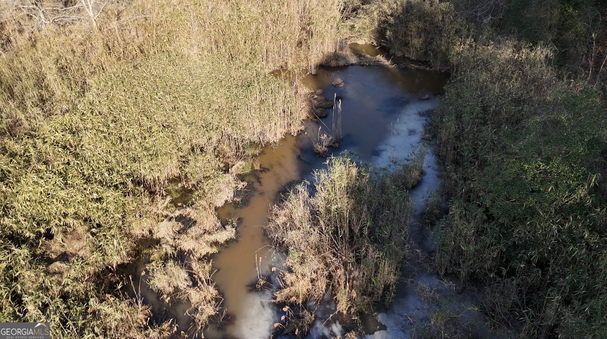 198 Culverton Church Road Sparta, GA 31087 - Photo 86 of 94 a view of a forest with a tree
