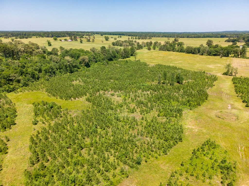 R13687 Cheeseland Road Pollok, TX 75969 - Photo 11 of 30
