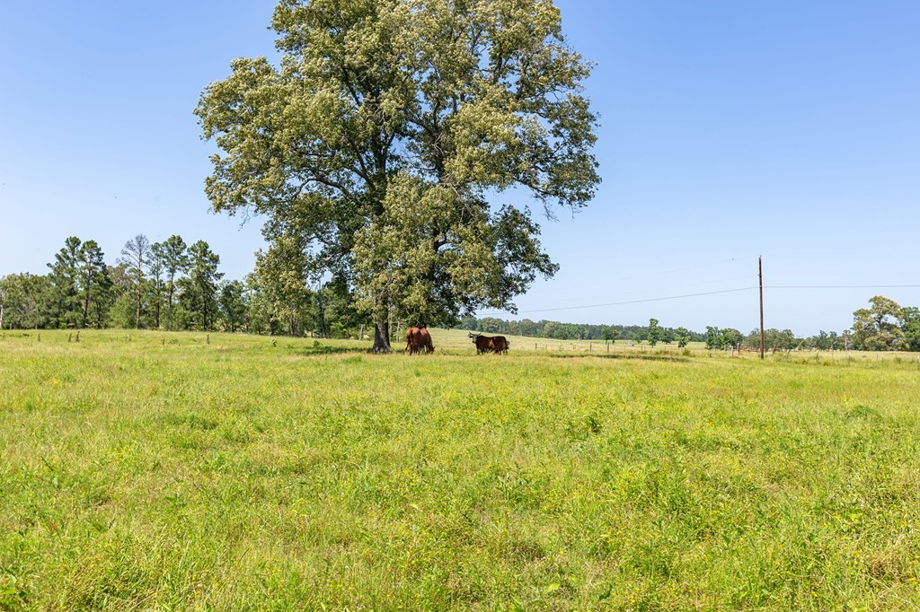 R13687 Cheeseland Road Pollok, TX 75969 - Photo 26 of 30