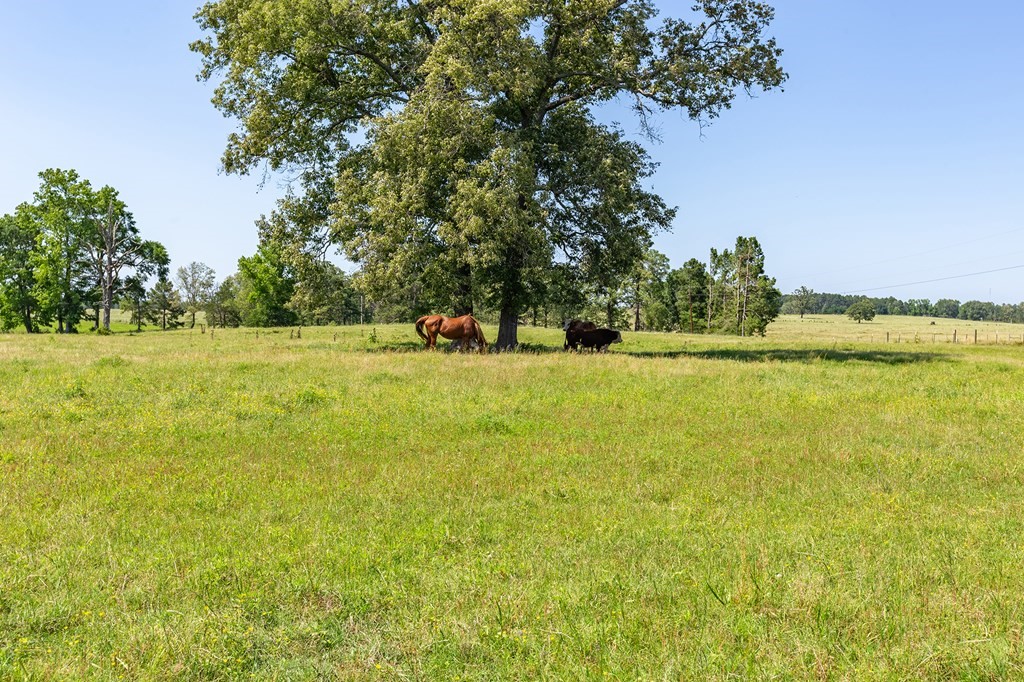R13687 Cheeseland Road Pollok, TX 75969 - Photo 27 of 30