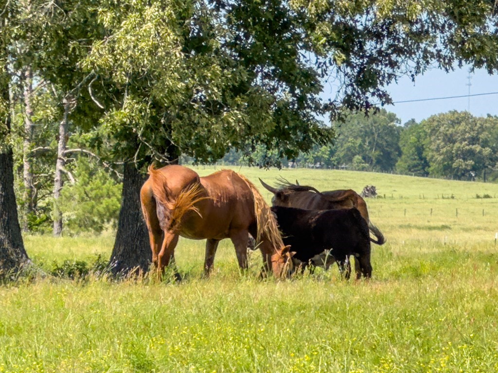 R13687 Cheeseland Road Pollok, TX 75969 - Photo 7 of 30