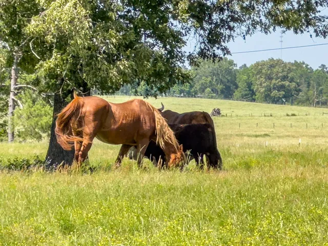 $500,640 | R13687 Cheeseland Road, Pollok, TX 75969