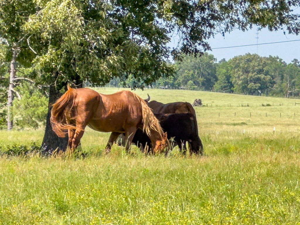 R13687 Cheeseland Road Pollok, TX 75969 - Photo 8 of 30