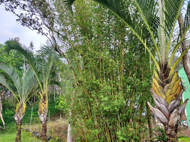 $245,000 | 14-3431 Seadrift Road, Pahoa, HI 96778