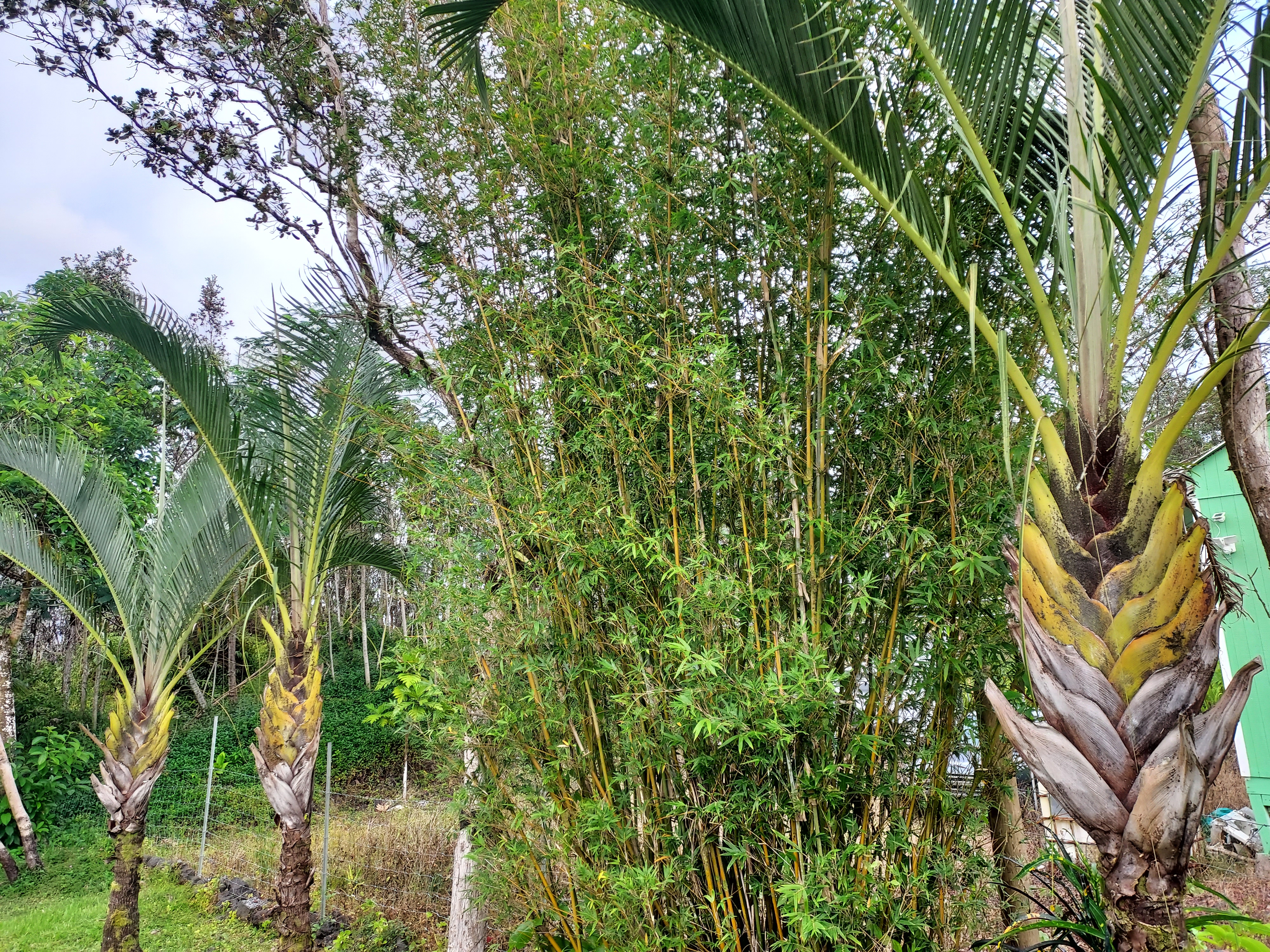 14-3431 Seadrift Road Pahoa, HI 96778 - Photo 22 of 22 a backyard of a house with lots of green space